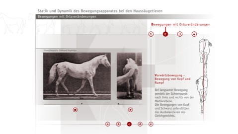 Statik und Dynamik des Bewegungsapparates - Ortsveränderung Statik und Dynamik des Bewegungsapparates - Ortsveränderung